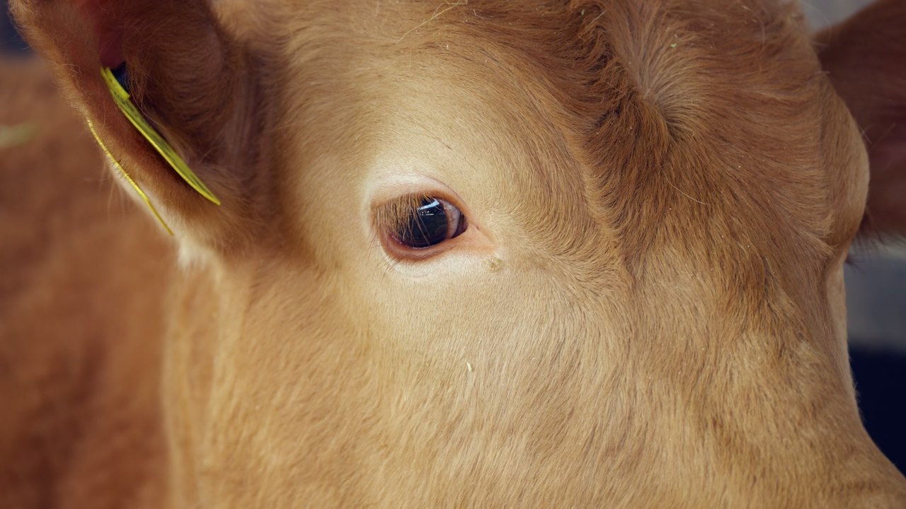 Ein braunes Kalb, ganz nah, es sieht in die Kamera und blinzelt