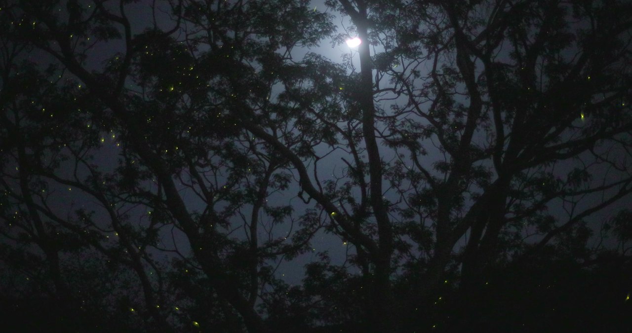 Glühwürmchen in einem Baum bei Nacht, der Hintergrund des Himmels aus Lichtern