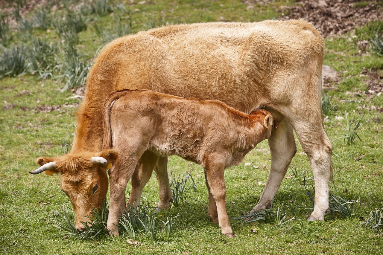 Ein Kalb trinkt bei seiner Mutter