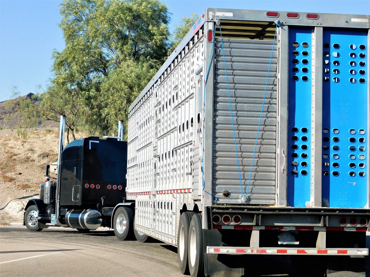 Ein Tiertransporter auf der Straße