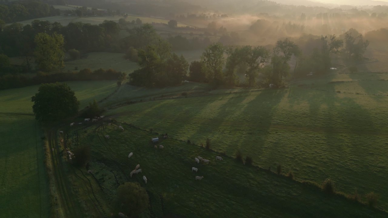 Kühe auf einer Weide im Morgennebel, von oben gesehen