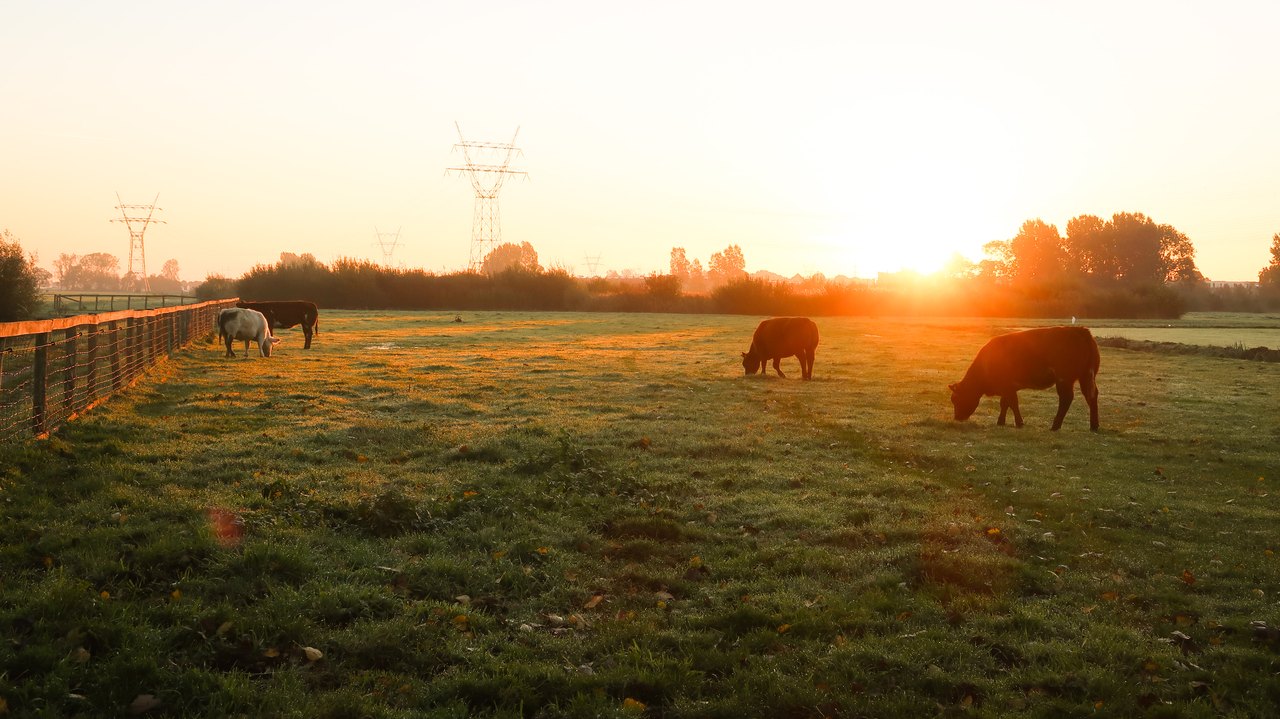 Kühe auf einer Weide im Morgenlicht