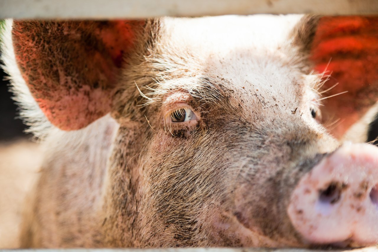 Das Auge eines Schweins hinter einem Gatter