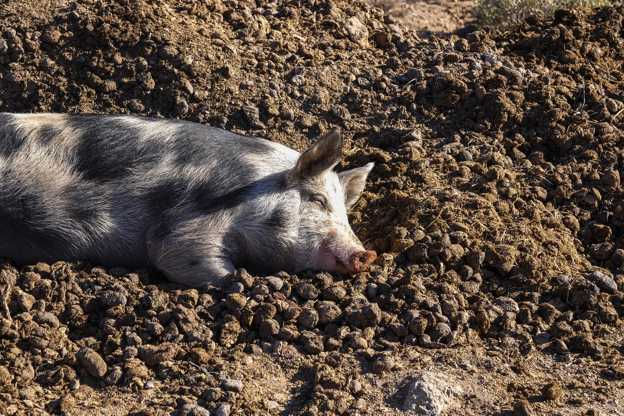 Ein Schwein liegt entspannt in der Sonne