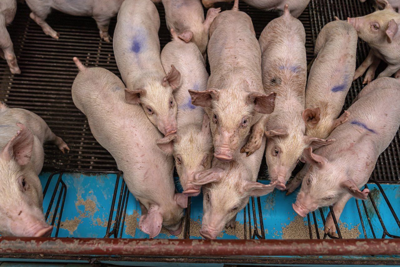 Junge Schweine in einem Maststall