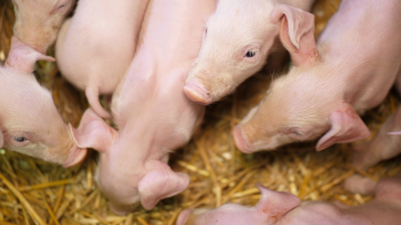 Ferkel drängen sich auf Stroh